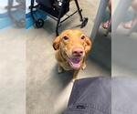 Small Labrador Retriever