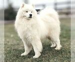 Small Photo #1 Samoyed Puppy For Sale in LEOLA, PA, USA