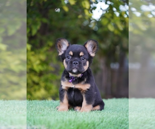 Medium Photo #7 French Bulldog Puppy For Sale in POMPANO BEACH, FL, USA