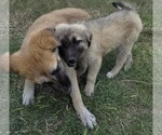 Small #5 Mutt