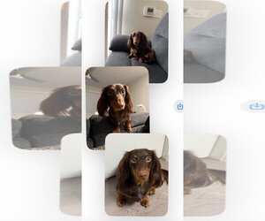 Dachshund Dogs for adoption in Los Angeles, CA, USA