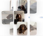Small Dachshund