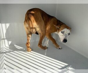Australian Kelpie-Unknown Mix Dogs for adoption in Houston, TX, USA