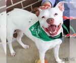 Small #5 American Pit Bull Terrier-Bulldog Mix
