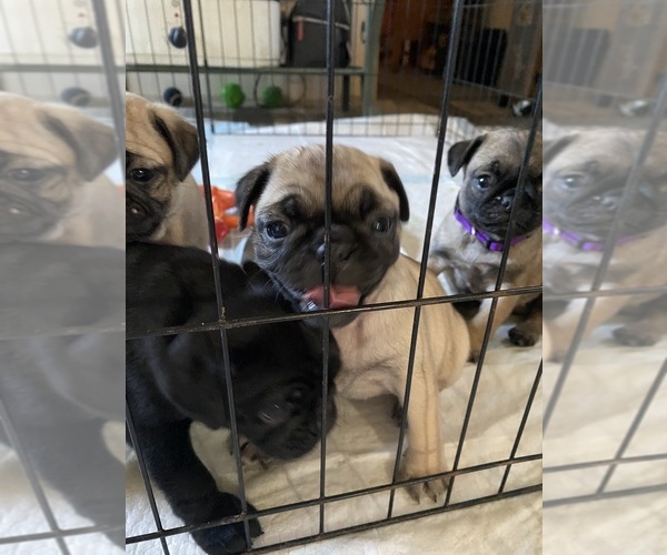 Medium Photo #1 Pug Puppy For Sale in LODI, MO, USA