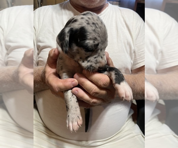 Medium Photo #10 Great Dane Puppy For Sale in SPRAGGS, PA, USA