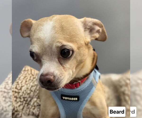 Medium Photo #7 Rat-Cha Puppy For Sale in Princeton, MN, USA