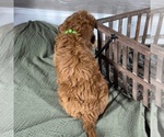 Small #5 Goldendoodle