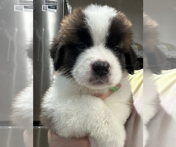 Medium Photo #4 Saint Bernard Puppy For Sale in PROSPER, TX, USA