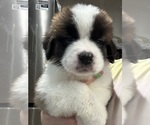Small #3 Saint Bernard