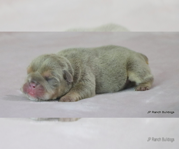 Medium Photo #2 Bulldog Puppy For Sale in WINNSBORO, TX, USA