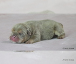 Small #1 Bulldog