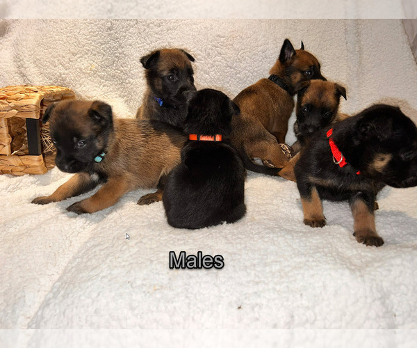 Medium Photo #1 Belgian Malinois Puppy For Sale in HOUSTON, TX, USA