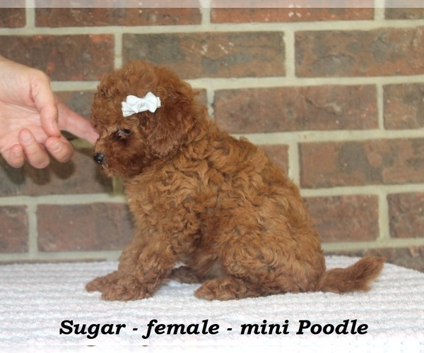 Medium Photo #3 Poodle (Miniature) Puppy For Sale in CLARKRANGE, TN, USA