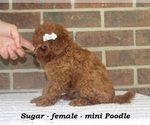 Small #2 Poodle (Miniature)