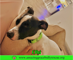 Small #12 Jack Russell Terrier Mix