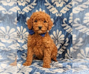Goldendoodle Puppy for sale in GLEN ROCK, PA, USA