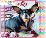 Small #1 Dachshund Mix
