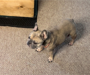 Mother of the French Bulldog puppies born on 04/26/2025