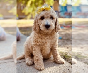 Goldendoodle Puppy for Sale in ASHLAND, Kentucky USA