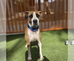 Mutt Dogs for adoption in Las Vegas, NV, USA