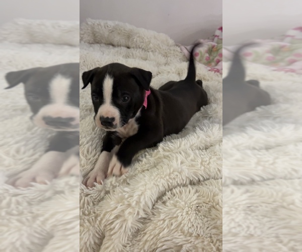 Medium Photo #1 American French Bull Terrier Puppy For Sale in WESTMINSTER, CA, USA