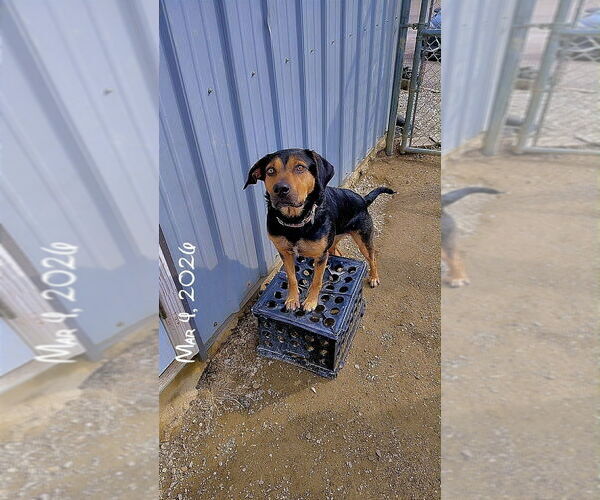 Medium Photo #7 Mutt Puppy For Sale in Evansville, IN, USA