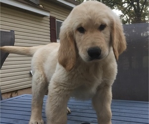 Golden Retriever Puppy for sale in SESSER, IL, USA