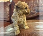 Small #1 Poodle (Toy)