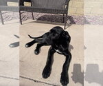Small #2 Great Dane
