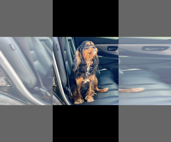 Medium Photo #1 Cavalier King Charles Spaniel Puppy For Sale in NILES, MI, USA