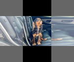 Small Photo #1 Cavalier King Charles Spaniel Puppy For Sale in NILES, MI, USA