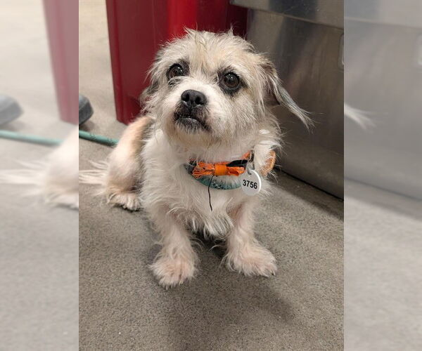 Medium Photo #1 Shih Tzu-Unknown Mix Puppy For Sale in Forestville, MD, USA