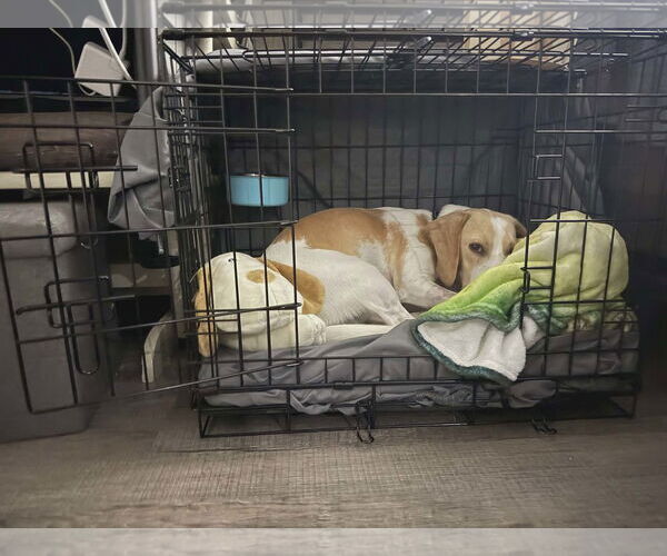 Medium Photo #2 Beagle-Unknown Mix Puppy For Sale in Woodbury, NY, USA