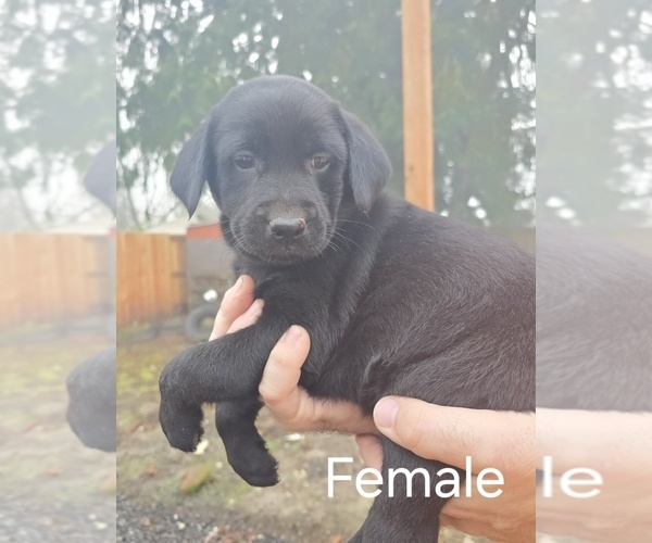 Medium Photo #4 Labrador Retriever Puppy For Sale in CORVALLIS, OR, USA