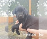Small #3 Labrador Retriever