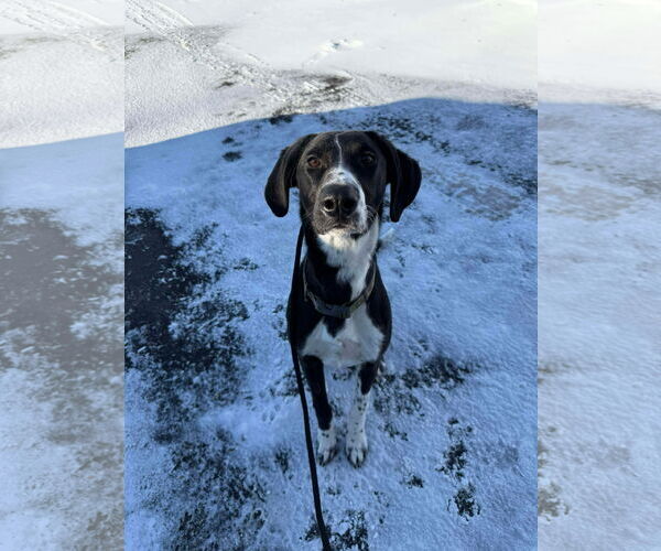 Medium Photo #2 Greyhound-Labrador Retriever Mix Puppy For Sale in Duluth, MN, USA