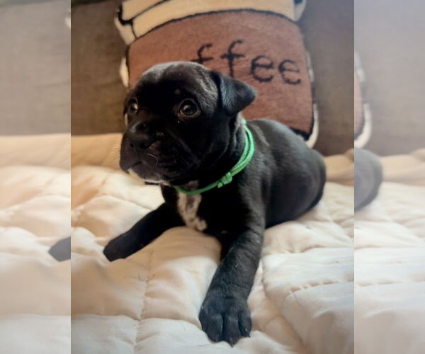 Medium Photo #1 Boxer-Unknown Mix Puppy For Sale in Dumont, NJ, USA