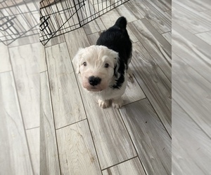 Old English Sheepdog Puppy for sale in QUEEN CREEK, AZ, USA