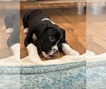 Small Photo #9 Boxer Puppy For Sale in SPRINGFIELD, OR, USA
