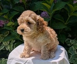 Puppy Pippa Cavapoo