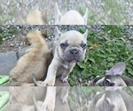 Small #1 French Bulldog