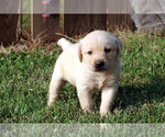 Small Photo #13 Labrador Retriever Puppy For Sale in ALL HEALING SPRINGS, NC, USA