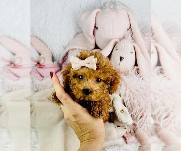 Medium Photo #4 Poodle (Toy) Puppy For Sale in TAMPA, FL, USA