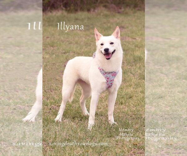 Medium Photo #1 Australian Kelpie-Siberian Husky Mix Puppy For Sale in Topeka, KS, USA
