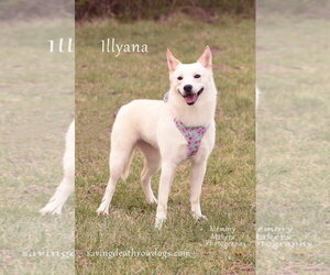 Australian Kelpie-Siberian Husky Mix Dogs for adoption in Topeka, KS, USA