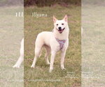 Illyana - Female Australian Kelpie-Siberian Husky Mix Dog for Adoption - Small photo
