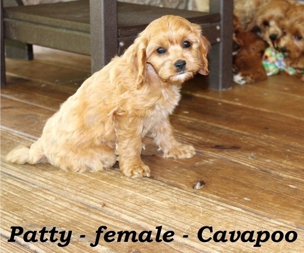 Medium Photo #3 Cavapoo Puppy For Sale in CLARKRANGE, TN, USA
