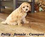 Small #2 Cavapoo