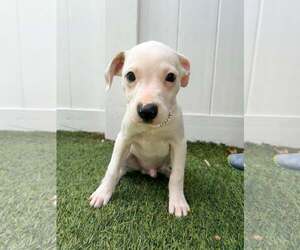 Capucine Pup - Portofino - Male Boxer-Unknown Mix Dog for Adoption - Photo #9